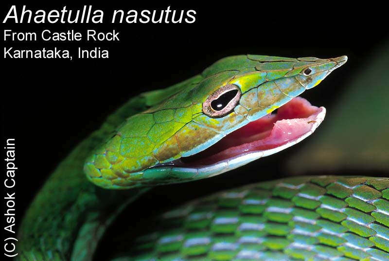 Ahaetulla nasutus.jpg [60 Kb]